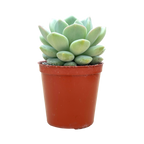 x Pachyveria 'Elaine Reinelt'