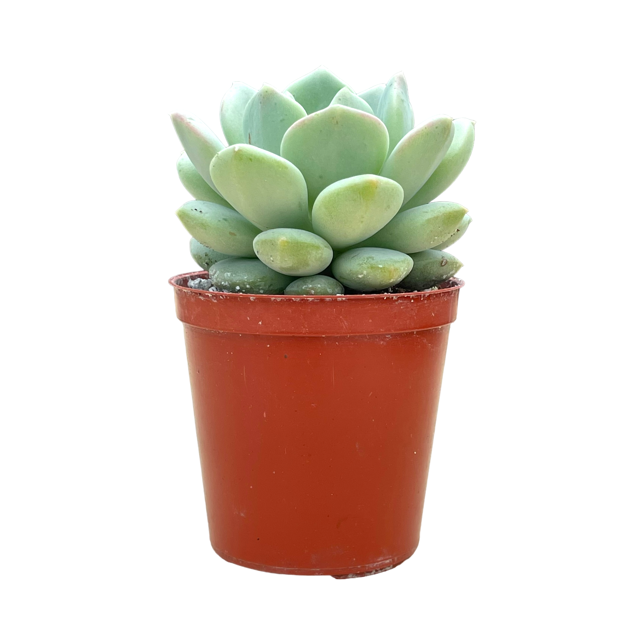 x Pachyveria 'Elaine Reinelt'