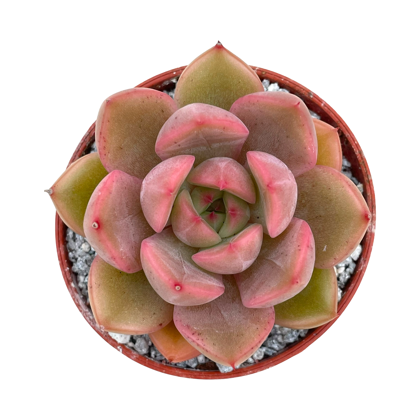 Echeveria 'Gold'