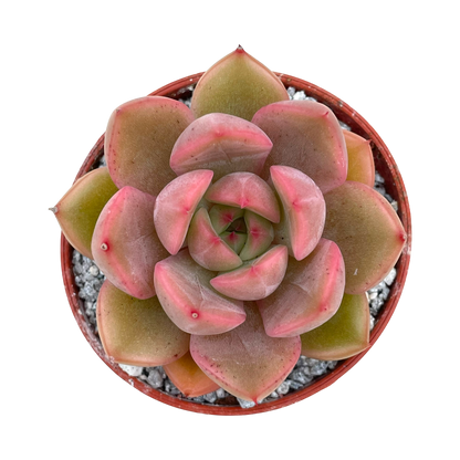 Echeveria 'Gold'