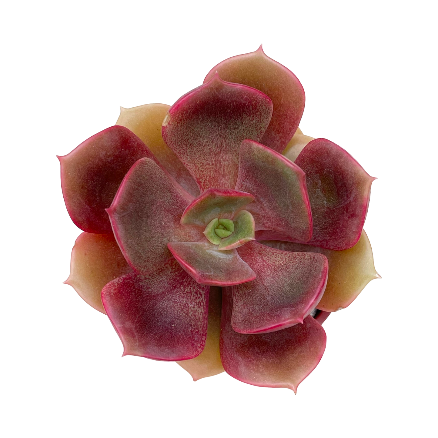 Echeveria 'Zestar'