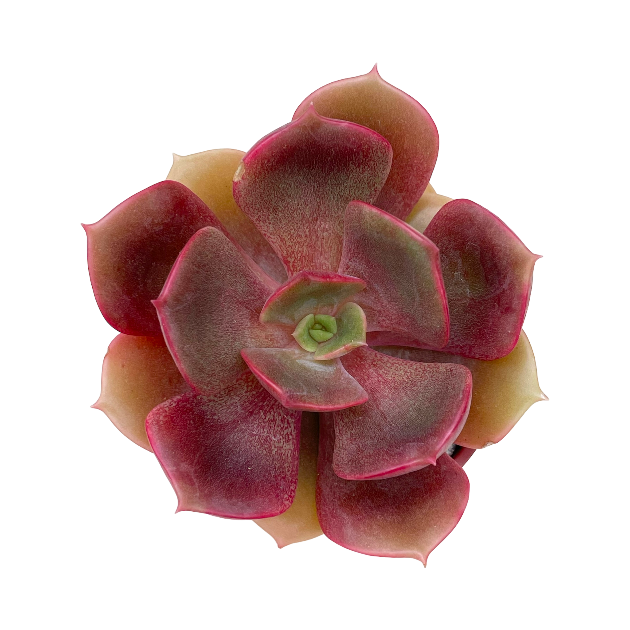 Echeveria 'Zestar'