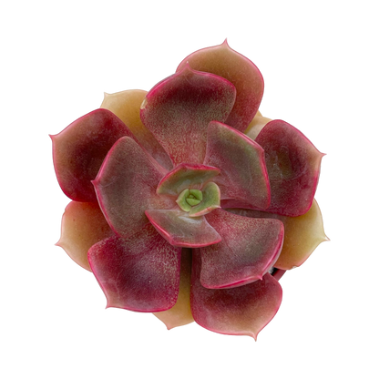 Echeveria 'Zestar'