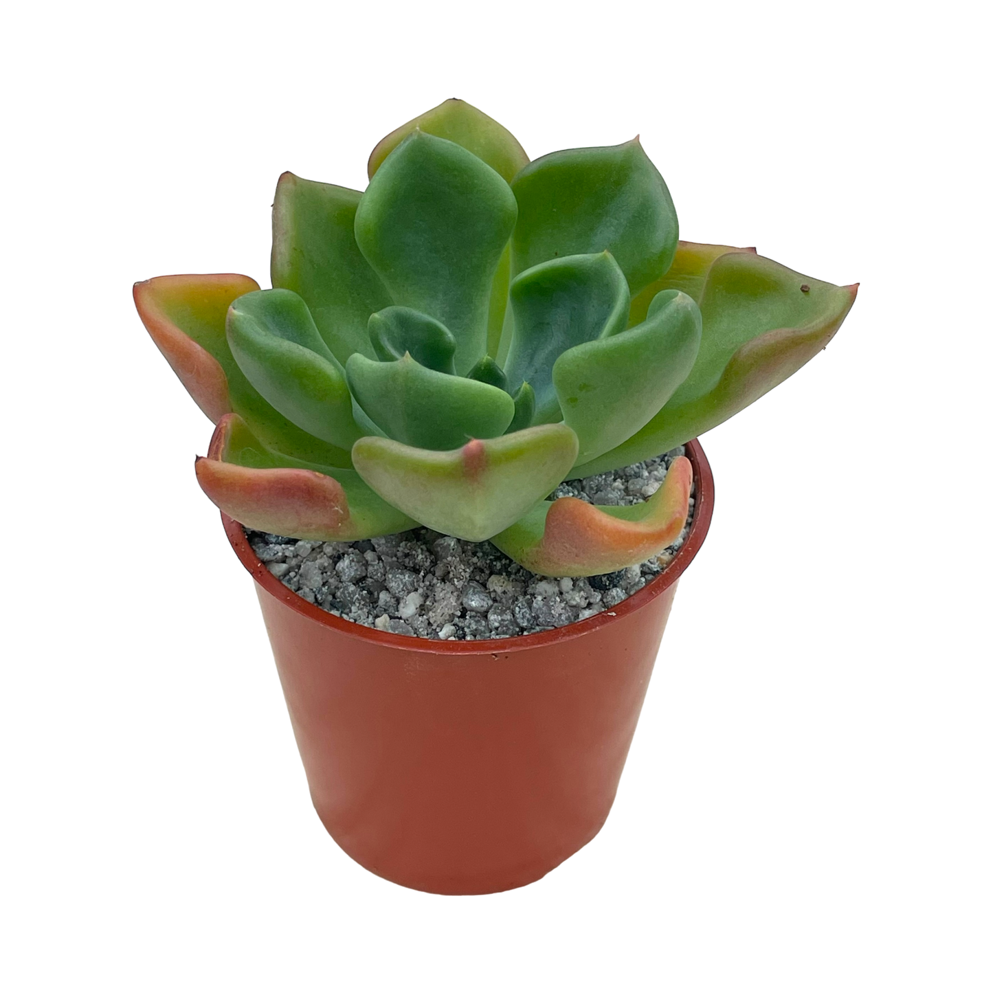 Echeveria setosa var. oteroi