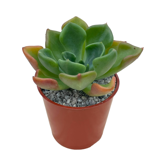 Echeveria setosa var. oteroi