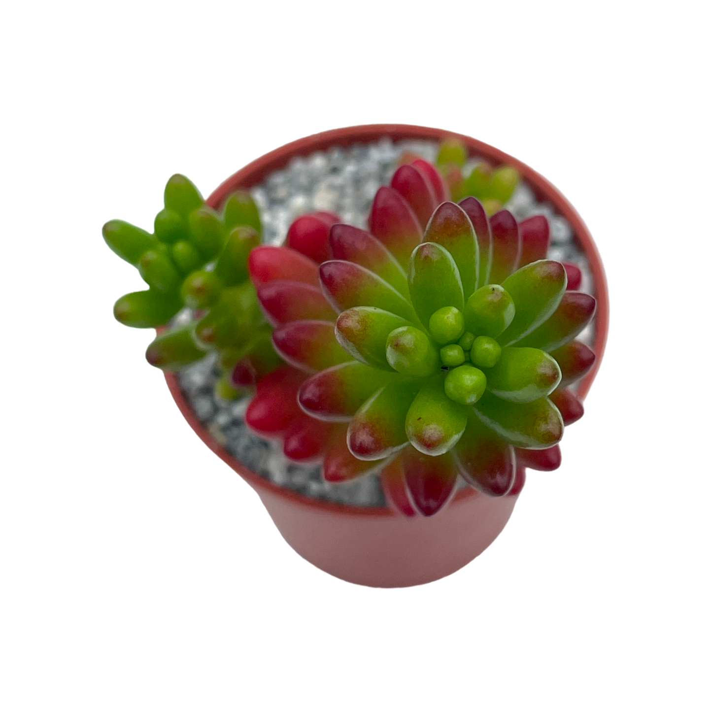 Sedum x rubrotinctum