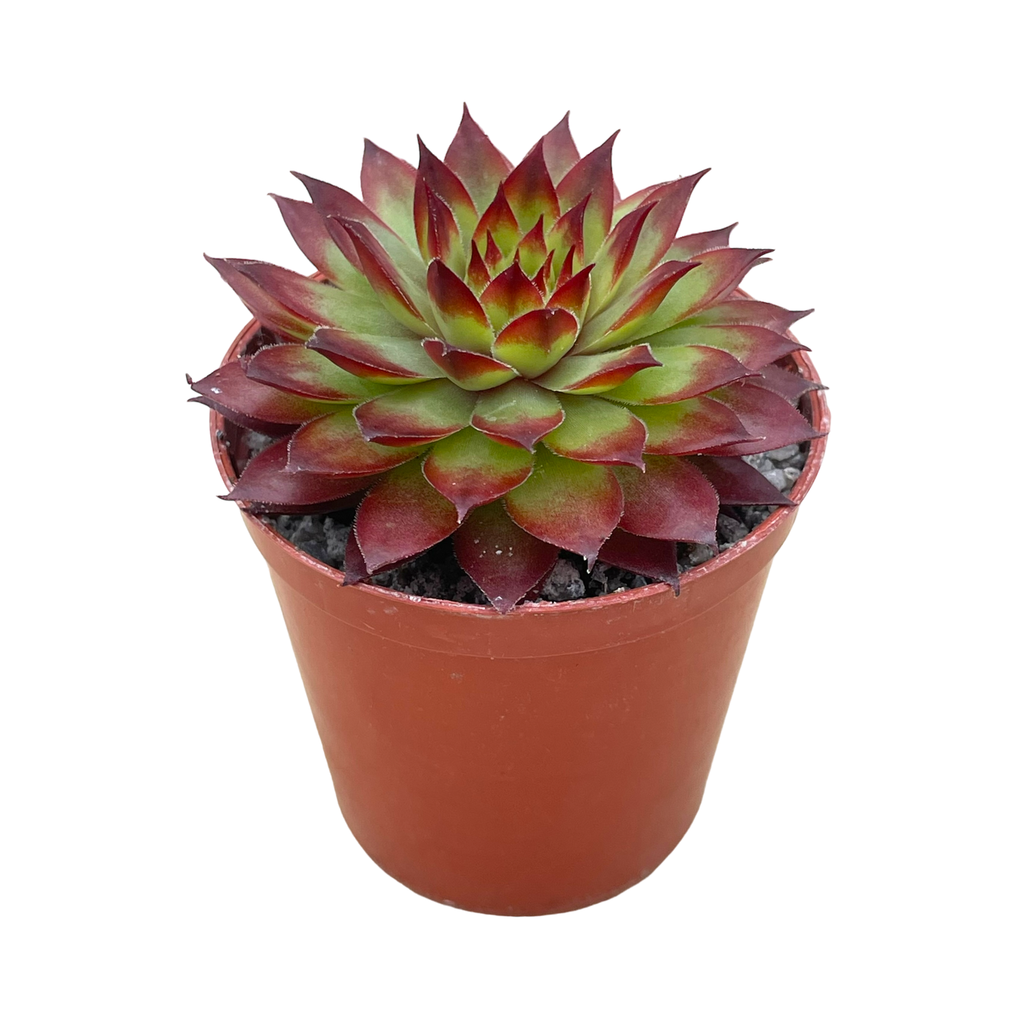 Sempervivum 'Bronco'