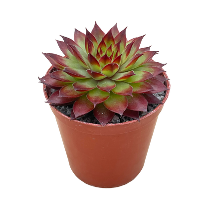 Sempervivum 'Bronco'