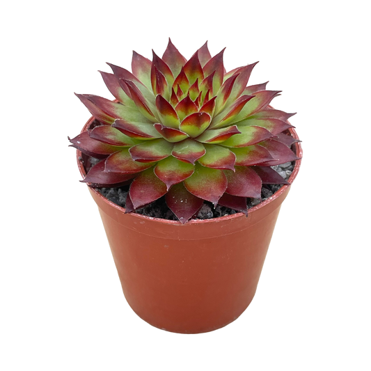 Sempervivum 'Bronco'