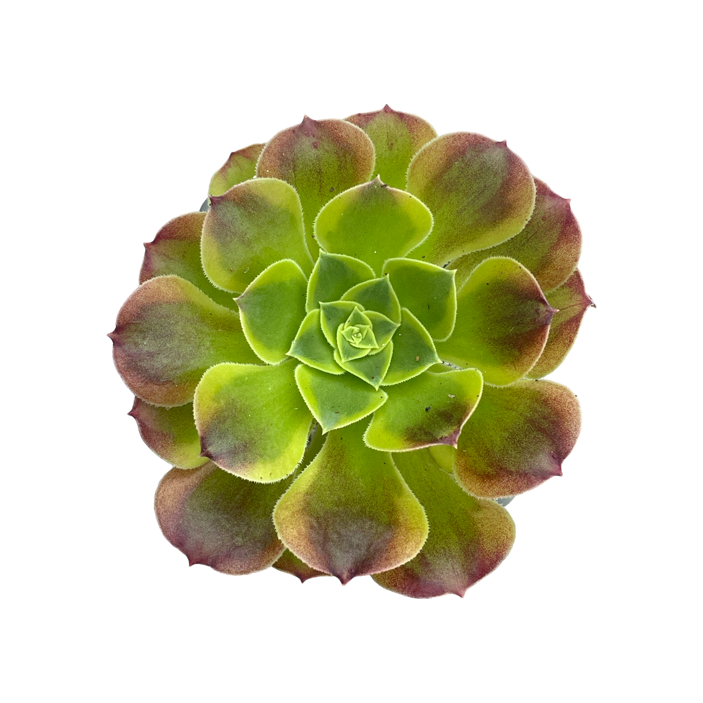 Aeonium 'Green Lemon'