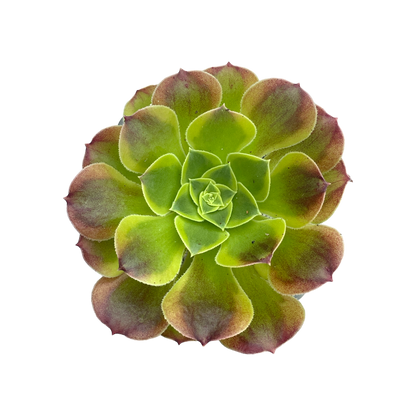 Aeonium 'Green Lemon'