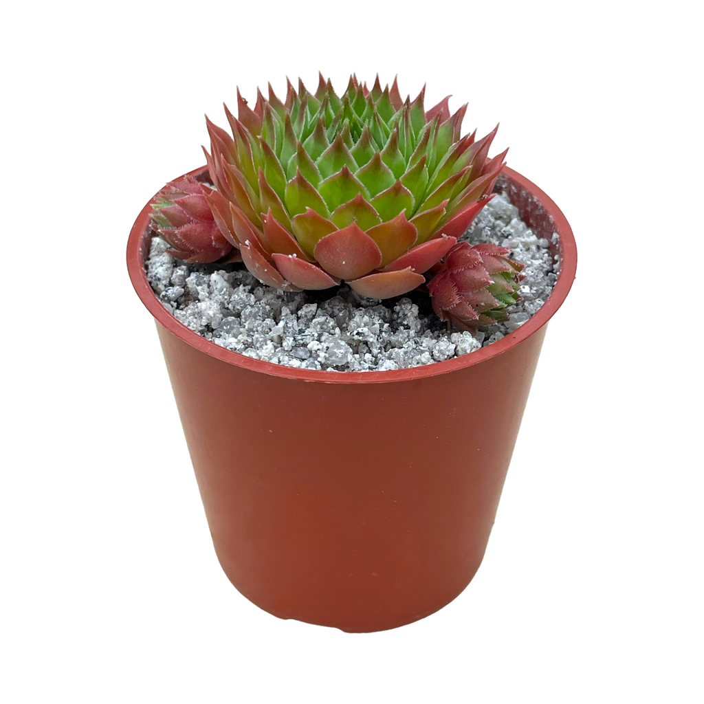 Sempervivum cahilasicum
