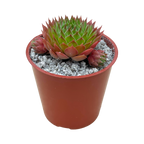 Sempervivum cahilasicum