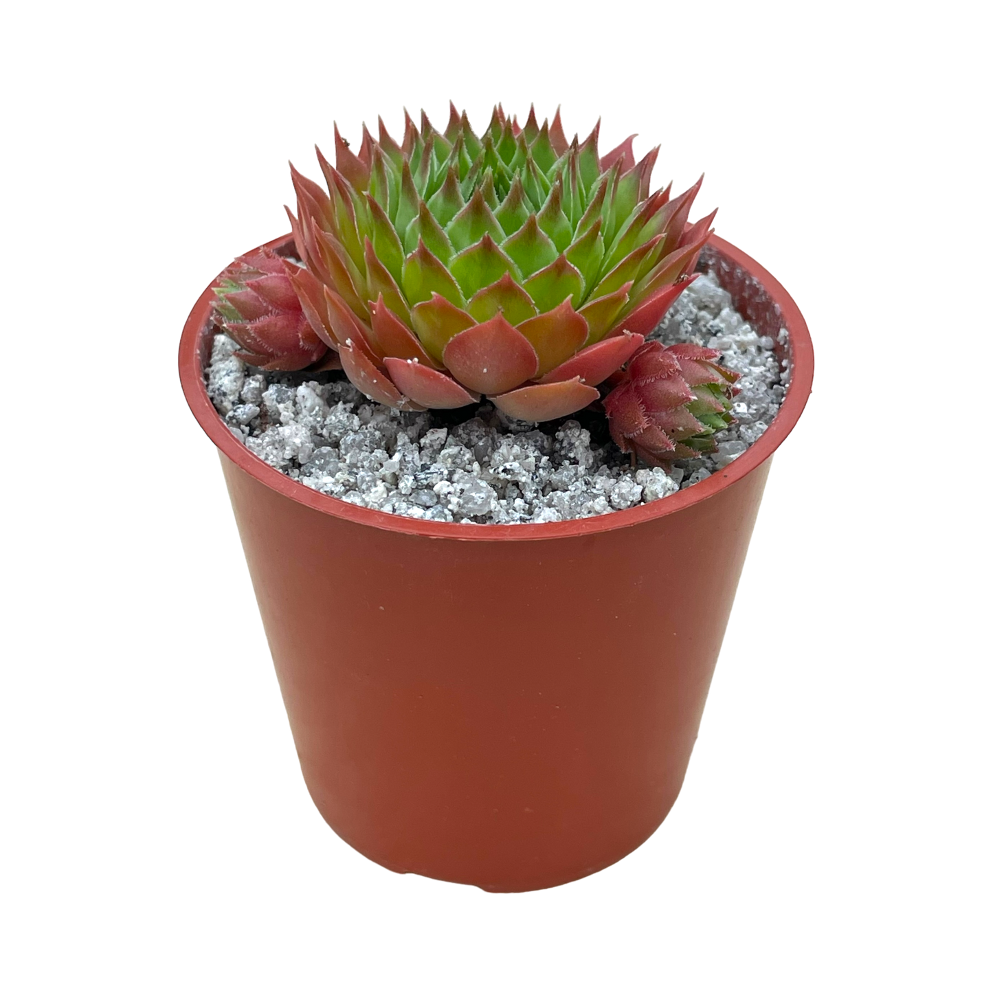 Sempervivum cahilasicum