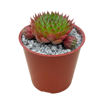 Sempervivum cahilasicum