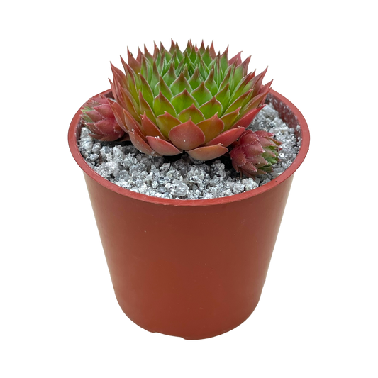 Sempervivum cahilasicum