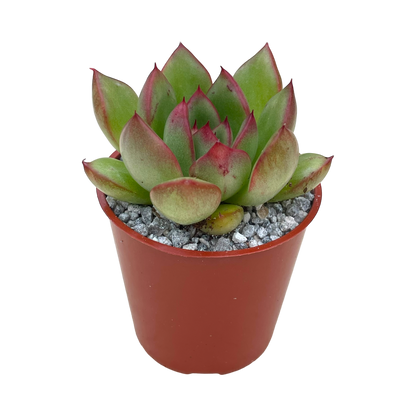 Echeveria agavoides x pulidonis