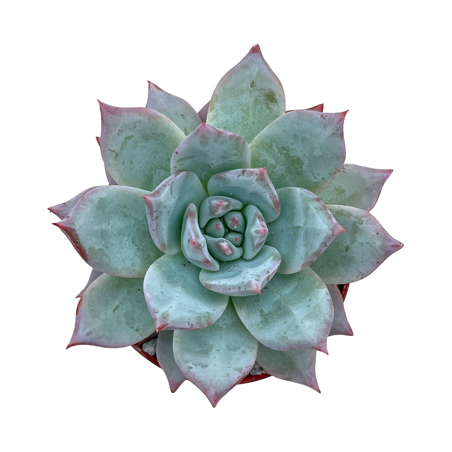 Echeveria 'Blue Bird'