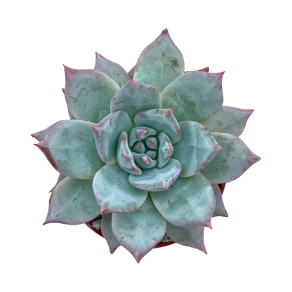 Echeveria 'Blue Bird'