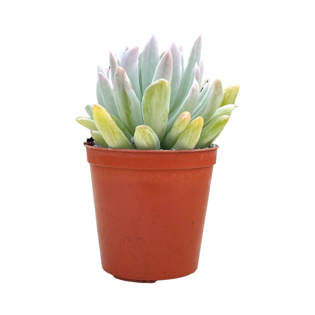 x Pachyveria 'Scheideckeri Albocarinata'