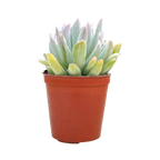 x Pachyveria 'Scheideckeri Albocarinata'