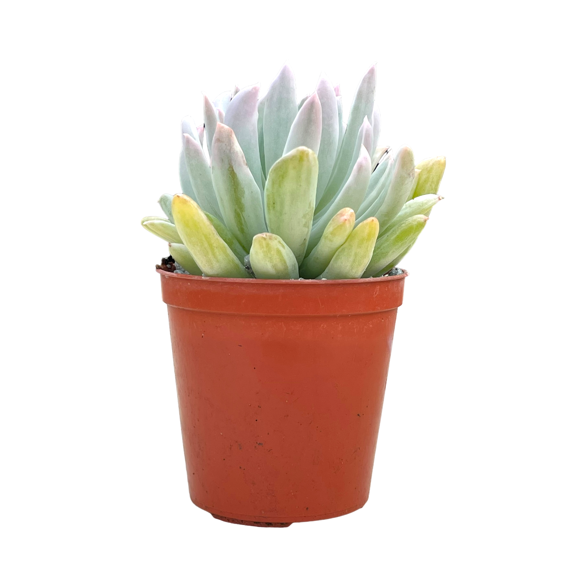 x Pachyveria 'Scheideckeri Albocarinata'