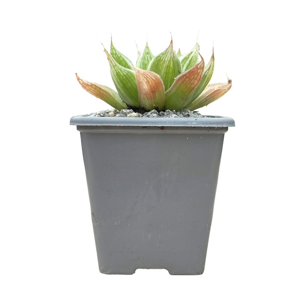 Haworthia 'White Ghost'