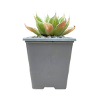 Haworthia 'White Ghost'