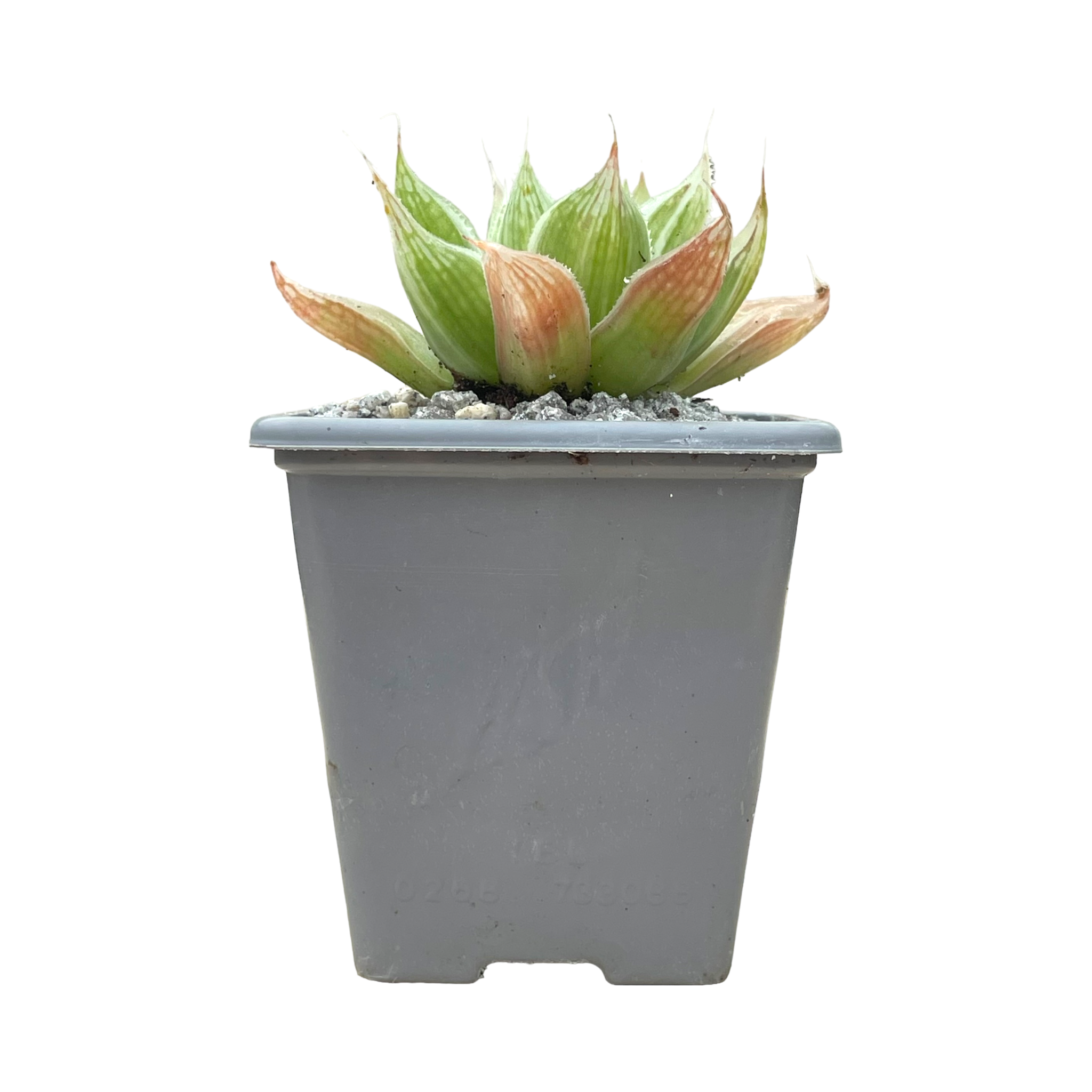 Haworthia 'White Ghost'