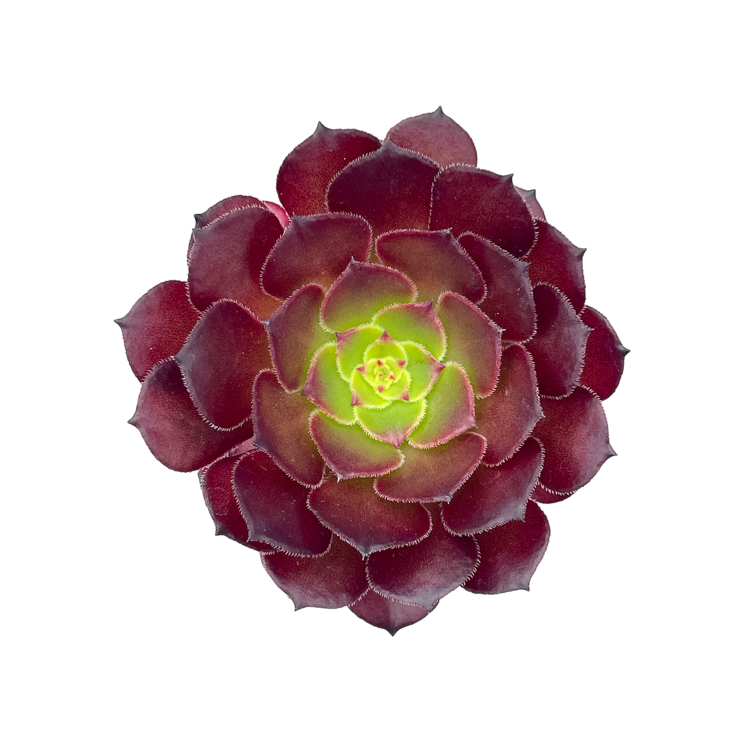 Aeonium 'Pygmaea'