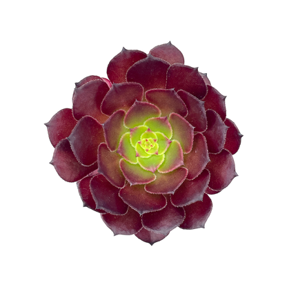 Aeonium 'Pygmaea'