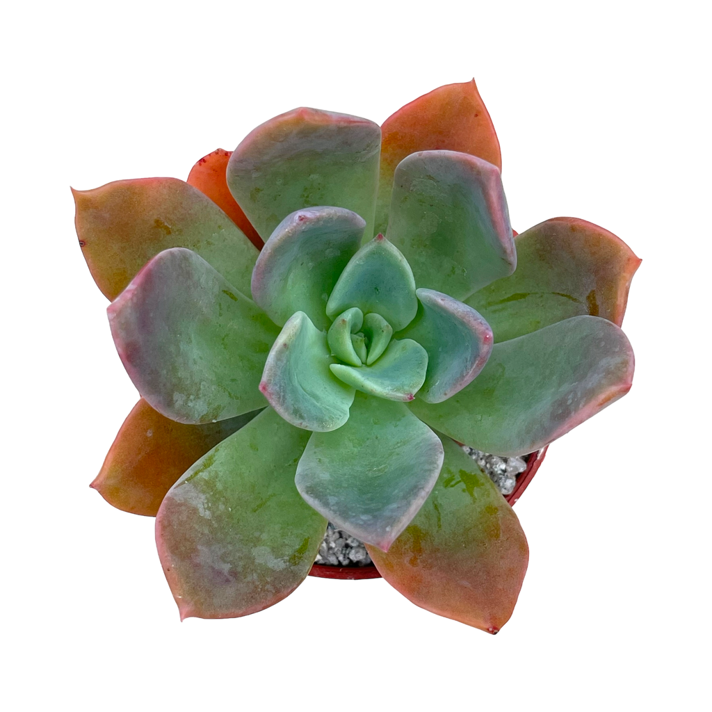 Echeveria 'Blue Prince'