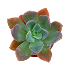 Echeveria 'Blue Prince'