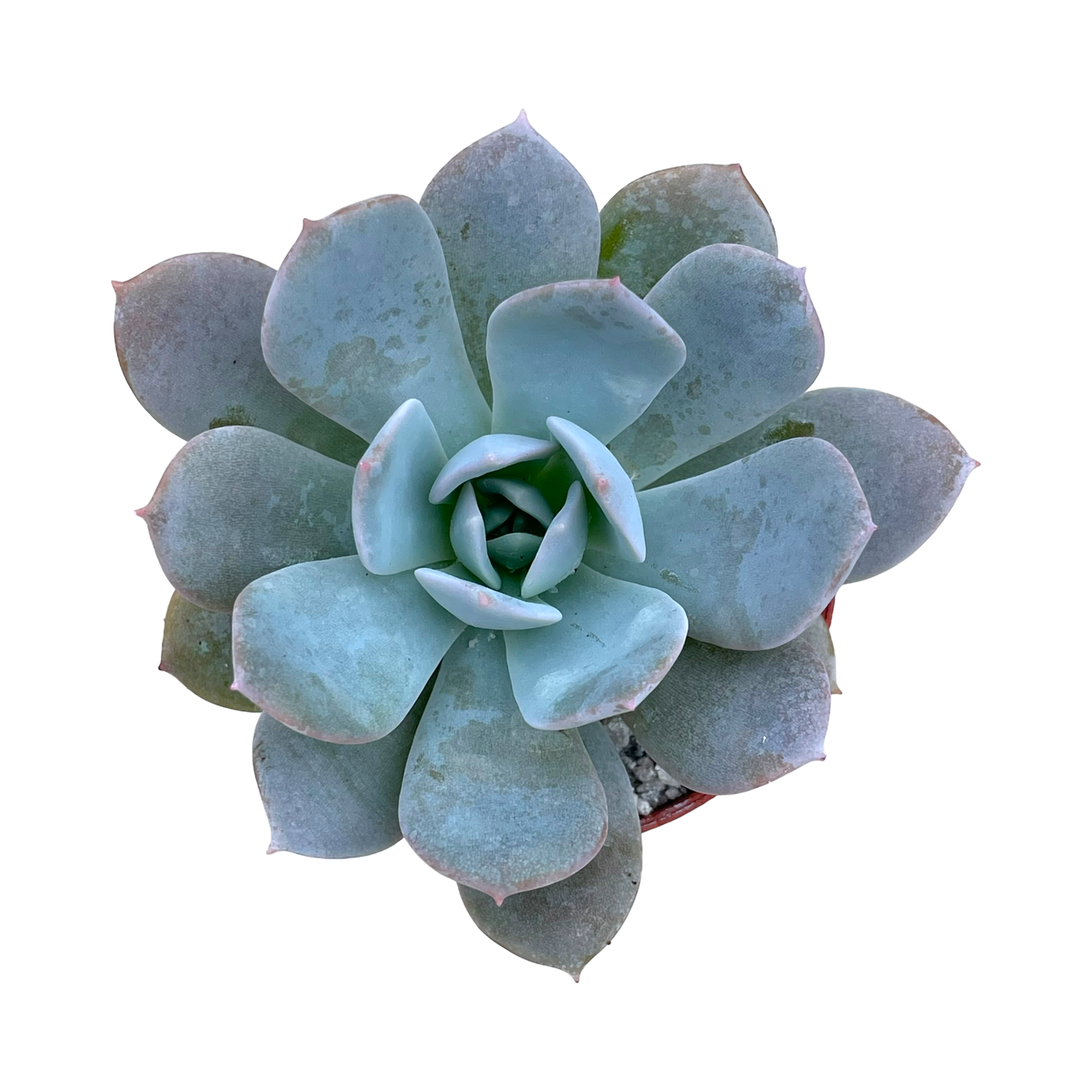 Echeveria 'Blue Star'