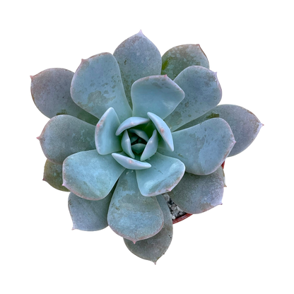 Echeveria 'Blue Star'