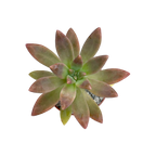 x Graptosedum 'Darley Sunshine'