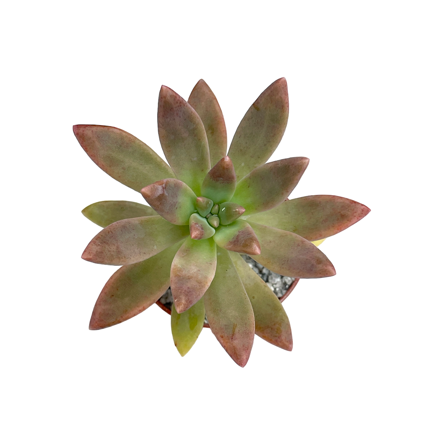 x Graptosedum 'Darley Sunshine'