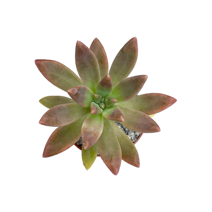 x Graptosedum 'Darley Sunshine'