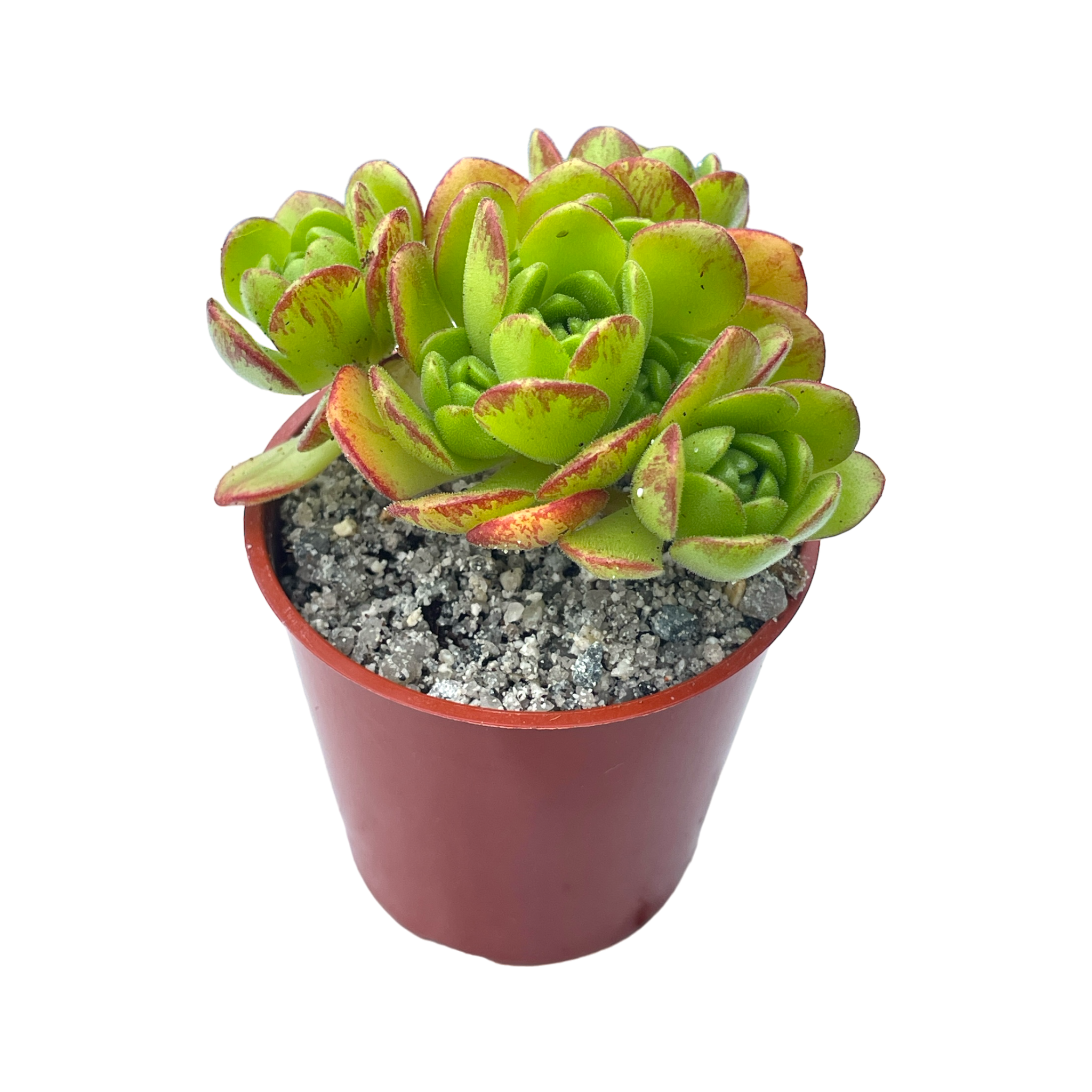 Aeonium x loartei
