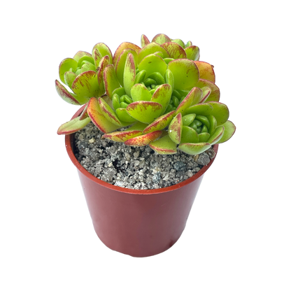 Aeonium x loartei