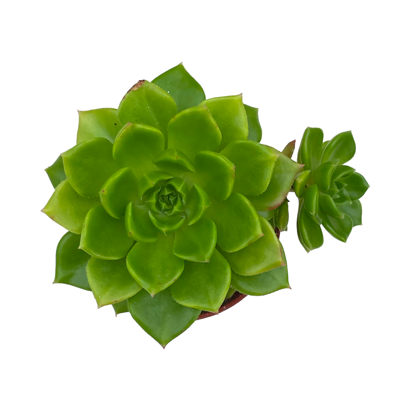 x Sedeveria 'Letizia'