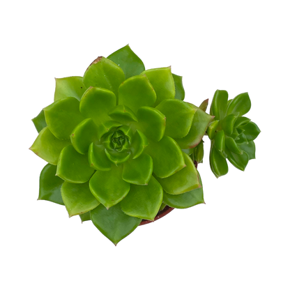 x Sedeveria 'Letizia'