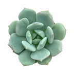 x Pachyveria 'Elaine Reinelt'