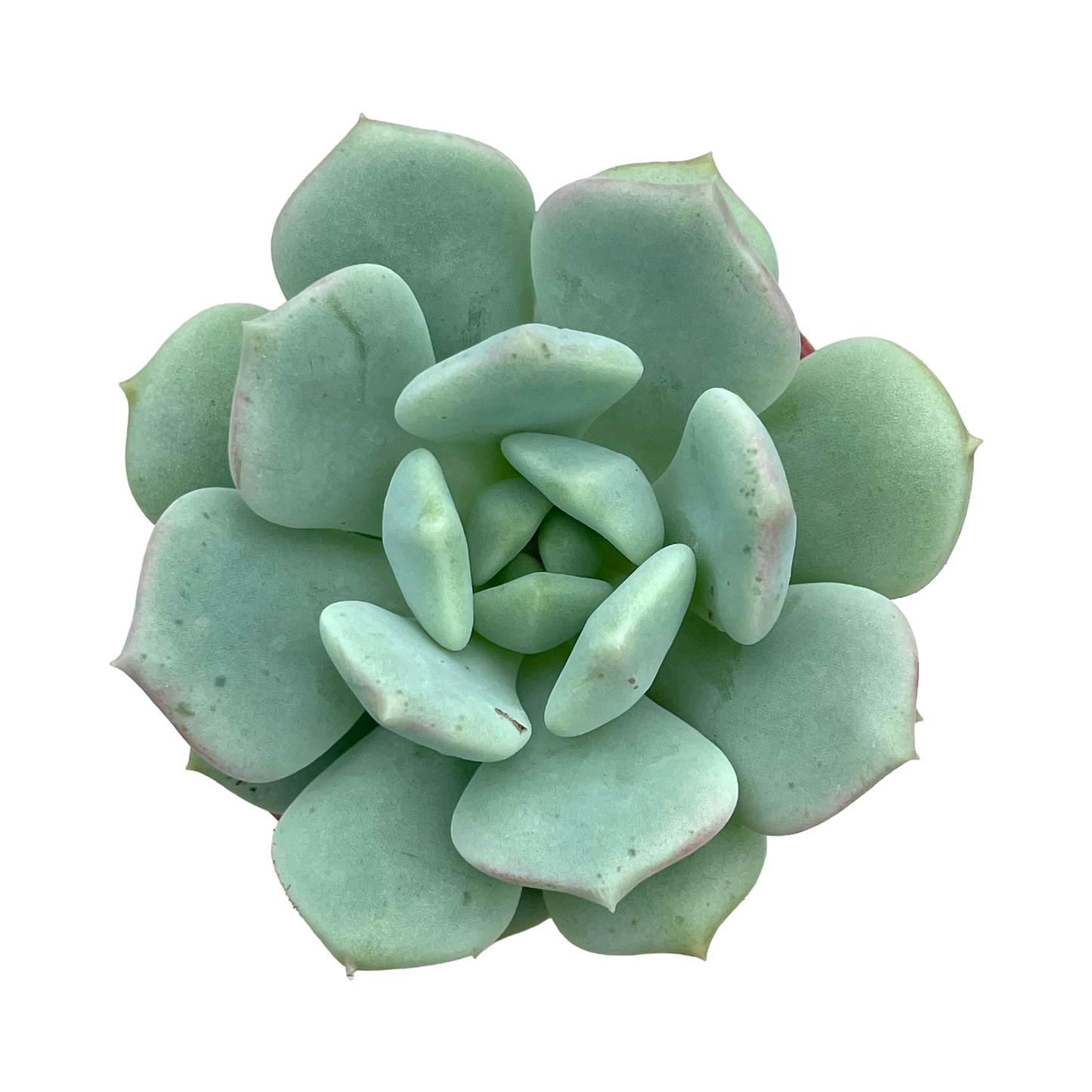 x Pachyveria 'Elaine Reinelt'