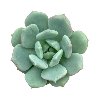 x Pachyveria 'Elaine Reinelt'