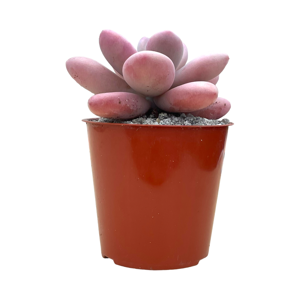 Graptopetalum amethystinum