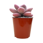 Graptopetalum amethystinum