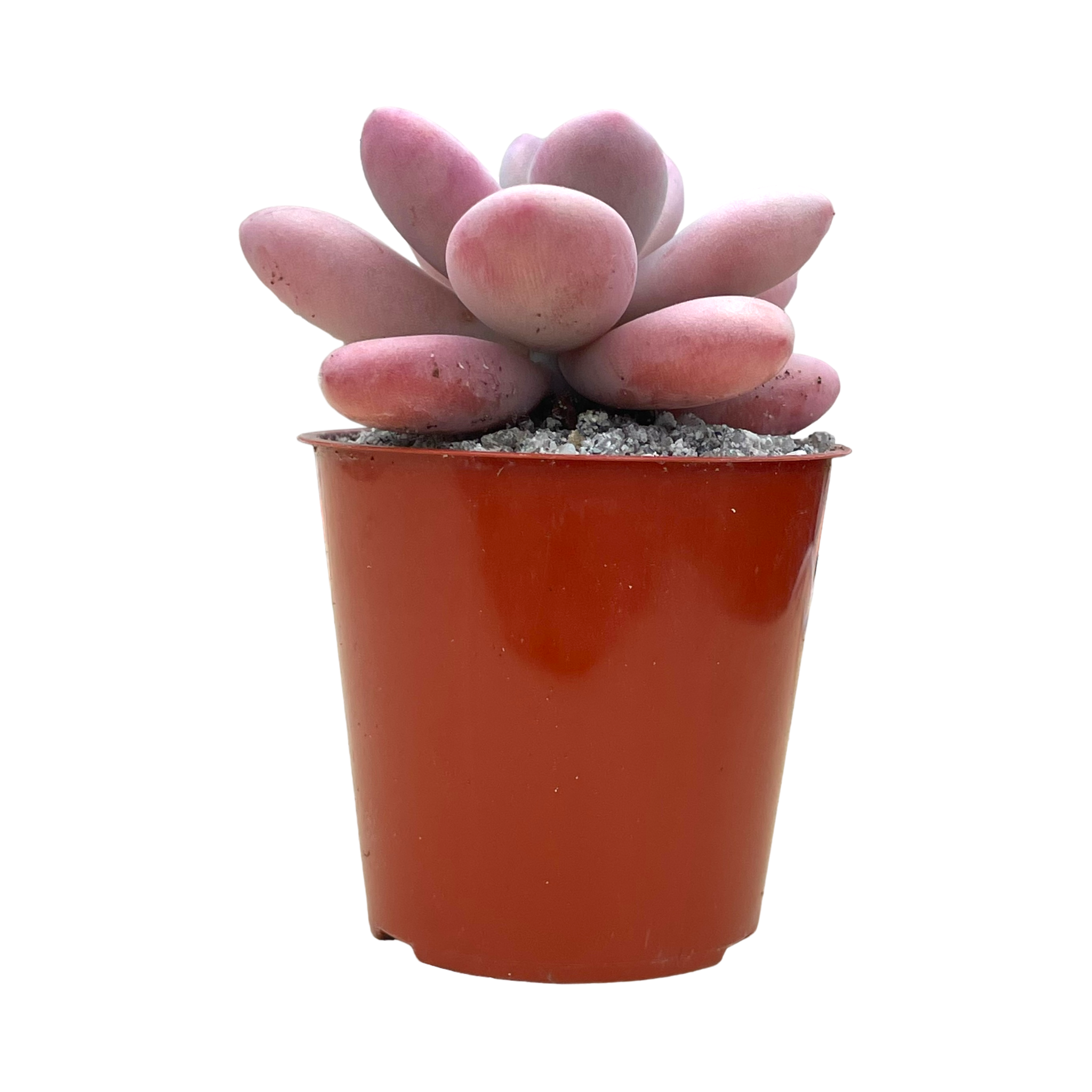 Graptopetalum amethystinum