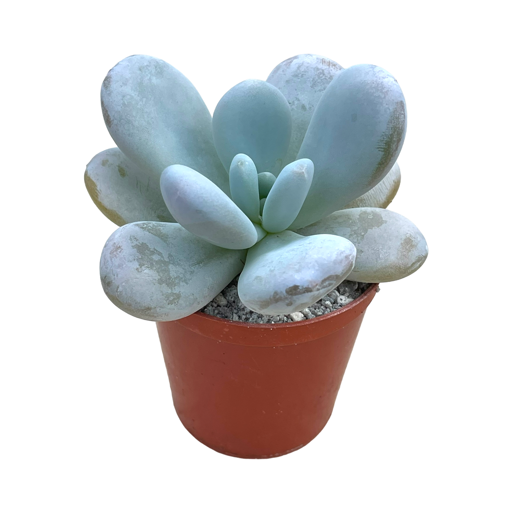 Echeveria laui x Pachyphytum oviferum