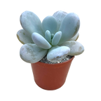 Echeveria laui x Pachyphytum oviferum